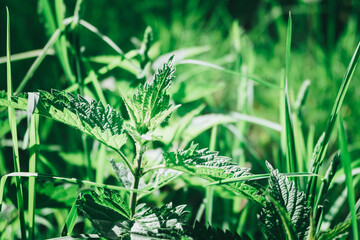 Nettle on a green meadow