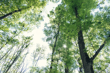 Canopy of leaves from trees on a sunny day