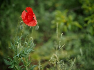 Wild Red Poppy