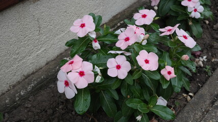 pink and white flowers