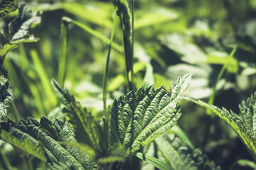 Nettle on a green meadow