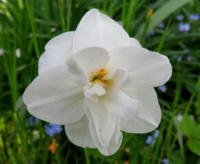 White terry daffodil close up