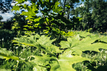 Leaves of a young tree on a green meadow