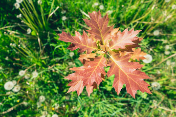 Leaves of a young tree on a green meadow