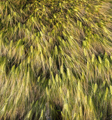 Green barley field shoot from drone