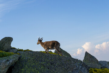 a goat on top of the mountain