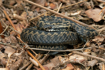 Adder (Vipera berus) basking in leaf litter