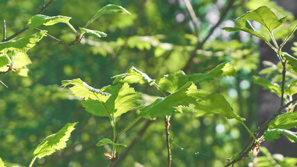 The leaves in sunlight, forest in Sweden. 
