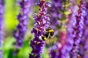 Hummel im Garten auf Staude