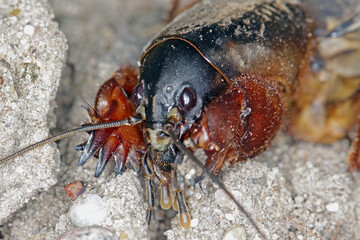 Adult of European Mole Cricket, Gryllotalpa gryllotalpa, on sandy Soil. high magnification