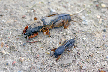 Adult an larva of European Mole Cricket, Gryllotalpa gryllotalpa, on sandy Soil. high magnification