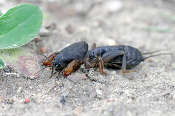 Larva of European Mole Cricket, Gryllotalpa gryllotalpa, on sandy Soil. high magnification