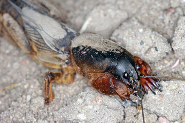 Adult of European Mole Cricket, Gryllotalpa gryllotalpa, on sandy Soil. high magnification