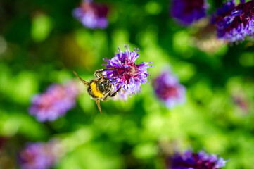 Hummel im Garten auf Staude