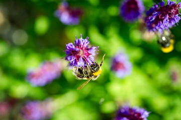 Hummel im Garten auf Staude