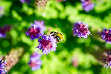 Hummel im Garten auf Staude