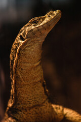 Reptil looking at the camera in a dark background 