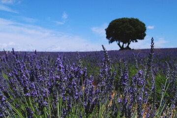 Campos de lavanda en floración en Brihuega, Guadalaja, España. Paisaje de cultivo de esta aromática planta medicinal en flor de colores violáceos en los calurosos días de Julio.