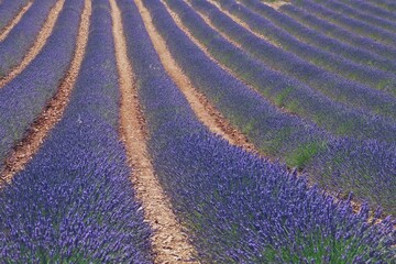 Campos de lavanda en floración en Brihuega, Guadalaja, España. Paisaje de interminables hileras...