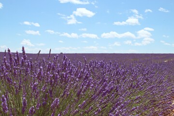 Campos de lavanda en floración en Brihuega, Guadalaja, España. Paisaje de cultivo de esta aromática planta medicinal en flor de colores violáceos en los calurosos días de Julio.