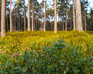 Obraz premium Spring in the forest, sweden