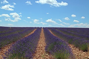 Fototapeta premium Campos de lavanda en floración en Brihuega, Guadalaja, España. Paisaje de interminables hileras de esta aromática planta medicinal en flor en los calurosos días de Julio.