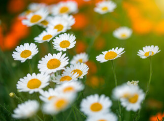 Obraz premium Camomile and poppy flower in meadow