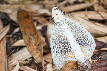 Dictyophora indusiata in the jungle. Thailand
