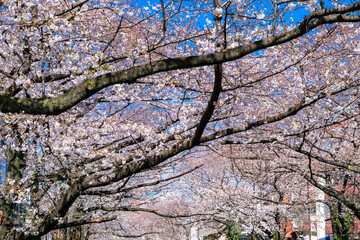 東京 中目黒の桜