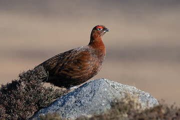 Red Grouse (Lagopus lagopus scotica) in the heather moorland of the Peak District