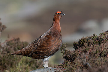 Red Grouse (Lagopus lagopus scotica) in the heather moorland of the Peak District