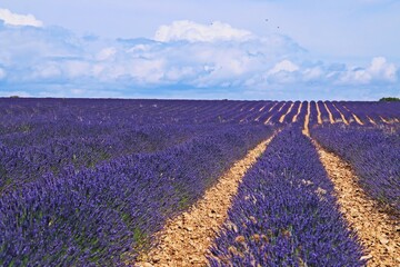 Campos de lavanda en floración en Brihuega, Guadalaja, España. Paisaje de interminables hileras...