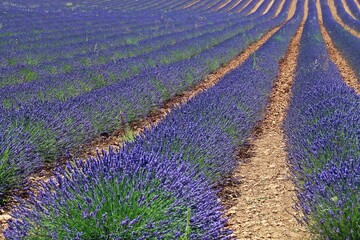 Campos de lavanda en floración en Brihuega, Guadalaja, España. Paisaje de interminables hileras...