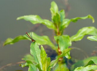 Close up Macro Shot of small red british damselfly in pond aquatic plant setting