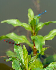 Close up Macro Shot of common blue damselfly in pond aquatic plant setting
