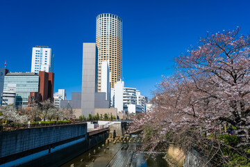 Obraz premium 東京 中目黒の桜 田楽橋から