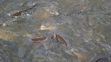 crab in the water
