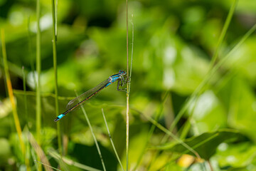 Close up Macro Shot of blue-tailed damselfly or common bluetail in green grass field setting