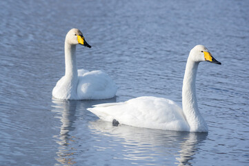 White swans swimming in the nonfreezing winter lake