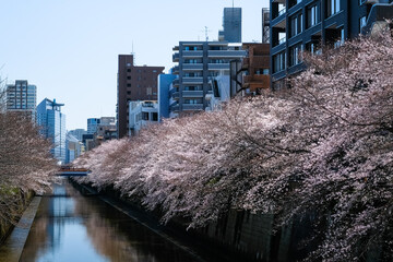 東京 中目黒の桜並木 中里橋から