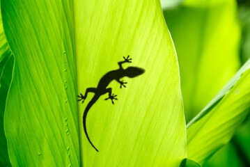 shadow of a gecko on a banana's leaf
