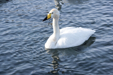 White swans swimming in the nonfreezing winter lake