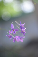Fototapeta na wymiar Consolida (sykiriki, wildlife), flowers in the garden
