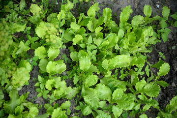 Lettuce (Lactuca sativa), a plant in the garden