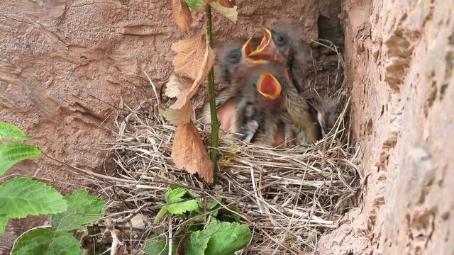 Zippammer (Emberiza cia)
