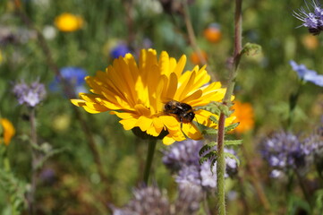 Hummel
