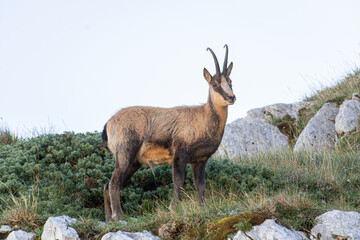 Camoscio d'Abruzzo, chamois