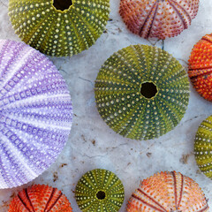 colorful sea urchins collection on wet white marble, top view closeup