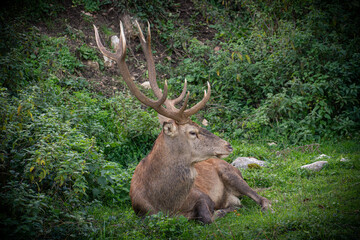 Stag, Abruzzo