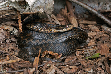 Adder (Vipera berus) basking after emerging from hibernation in the spring